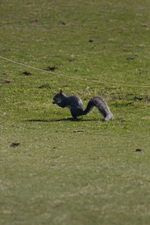 Top Shot
